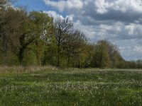 NL, Noord-Brabant, Tilburg, Nieuwe Tiend 33, Saxifraga-Marijke Verhagen