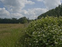 NL, Noord-Brabant, Tilburg, Nieuwe Tiend 6, Saxifraga-Jan van der Straaten