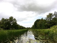 NL, Overijssel, Steenwijkerland, Weerribben 4, Saxifraga-Bart Vastenhouw