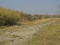 NL, Zuid-Holland, Dirksland, Slikken van Flakkee 10, Saxifraga-Jan van der Straaten