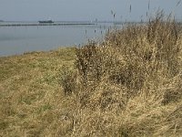 NL, Zuid-Holland, Dirksland, Slikken van Flakkee 5, Saxifraga-Jan van der Straaten