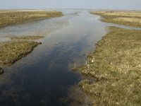 NL, Zuid-Holland, Dirksland, Slikken van Flakkee 8, Saxifraga-Jan van der Straaten