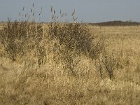 NL, Zuid-Holland, Dirksland, Slikken van Flakkee 9, Saxifraga-Jan van der Straaten