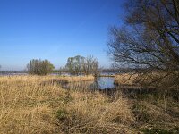NL, Zuid-Holland, Dordrecht, NP De Biesbosch, oever Nieuwe Merwede 2, Saxifraga-Roel Meijer  Biesbosch National Park, North Brabant, Netherlands. : Growth, Nature protection, Spring, Springtime