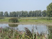 NL, Zuid-Holland, Dordrecht, Polder Kort- en Lang Ambacht 12, Saxifraga-Willem van Kruijsbergen