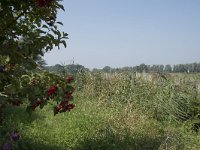 NL, Zuid-Holland, Dordrecht, Polder Kort- en Lang Ambacht 4, Saxifraga-Willem van Kruijsbergen