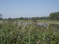 NL, Zuid-Holland, Dordrecht, Polder Kort- en Lang Ambacht 5, Saxifraga-Willem van Kruijsbergen