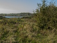 NL, Zuid-Holland, Dordrecht, Tongplaat 16, Saxifraga-Jan van der Straaten