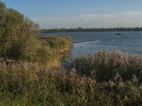 NL, Zuid-Holland, Dordrecht, Tongplaat 36, Saxifraga-Jan van der Straaten