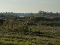 NL, Zuid-Holland, Dordrecht, Tongplaat 5, Saxifraga-Marijke Verhagen