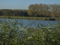 NL, Zuid-Holland, Dordrecht, Tongplaat 9, Saxifraga-Marijke Verhagen