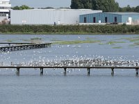 NL, Zuid-Holland, Hendrik-Ido-Ambacht, Sophiapolder 5, Saxifraga-Willem van Kruijsbergen