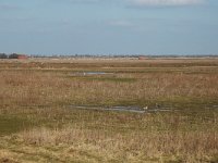 NL, Zuid-Holland, Korendijk, Tiengemeten, Mariapolder 1. Saxifraga-Jan van der Straaten