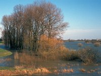 NL, Gelderland, West Betuwe, Varik 6, Saxifraga-Jan van der Straaten