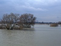 NL, Gelderland, Zaltbommel, Gamerensche Waarden 1, Saxifraga-Jan van der Straaten