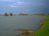 NL, Noord-Brabant, Altena, Rijswijk 2, Saxifraga-Jan van der Straaten