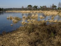 B, Antwerpen, Kalmthout, Kalmthoutse Heide 12, Saxifraga-Marijke Verhagen