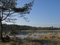 B, Antwerpen, Kalmthout, Kalmthoutse Heide 13, Saxifraga-Marijke Verhagen