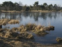 B, Antwerpen, Kalmthout, Kalmthoutse Heide 15, Saxifraga-Marijke Verhagen