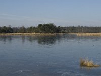 B, Antwerpen, Kalmthout, Kalmthoutse Heide 9, Saxifraga-Marijke Verhagen