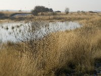 B, Limburg, Houthalen-Helchteren, Sonnisheide, Steenven 2, Saxifraga-Jan van der Straaten