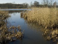 B, Limburg, Kinrooi, De Luysen 2, Saxifraga-Jan van der Straaten