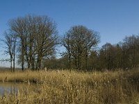 B, Limburg, Kinrooi, De Luysen 4, Saxifraga-Jan van der Straaten