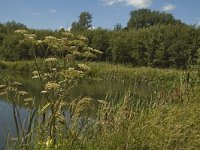 B, Limburg, Kinrooi, Zig 15, Saxifraga-Marijke Verhagen