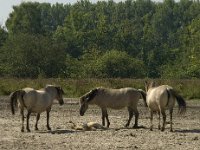 B, Limburg, Maaseik, Toesch 14, Saxifraga-Jan van der Straaten