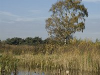 B, Limburg, Neerpelt, Hageven 2, Saxifraga-Marijke Verhagen