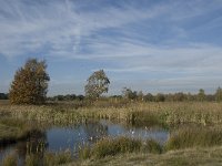 B, Limburg, Neerpelt, Hageven 4, Saxifraga-Marijke Verhagen