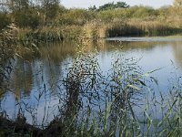 B, Limburg, Neerpelt, Hageven, Provincievijver 1, Saxifraga-Marijke Verhagen