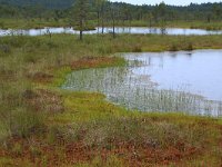 EST, Harjumaa, Kuusalu, Lahemaa rahvuspark 123, Saxifraga-Hans Boll