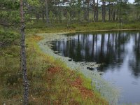 EST, Harjumaa, Kuusalu, Lahemaa rahvuspark 160, Saxifraga-Hans Boll