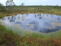 EST, Harjumaa, Kuusalu, Lahemaa rahvuspark 212, Saxifraga-Hans Boll