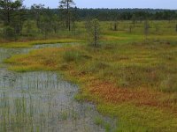 EST, Harjumaa, Kuusalu, Lahemaa rahvuspark 213, Saxifraga-Hans Boll