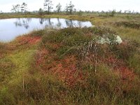 EST, Harjumaa, Kuusalu, Lahemaa rahvuspark 273, Saxifraga-Hans Boll