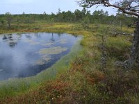 EST, Harjumaa, Kuusalu, Lahemaa rahvuspark 64, Saxifraga-Hans Boll