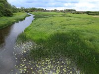 EST, Laane maakond, Laane-Nigula, Kantu kastja loodusala 1, Saxifraga-Hans Boll