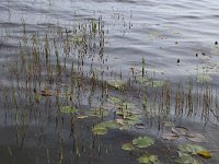 EST, Laane maakond, Laane-Nigula, Leidissoo looduskaitseala 17, Saxifraga-Hans Boll