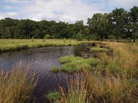 NL, Drenthe, Aa en Hunze, Tweelingen 5, Saxifraga-Hans Dekker