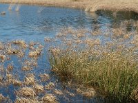 NL, Drenthe, Dwingeloo, Dwingelderveld, Diepveen 3, Saxifraga-Marijke Verhagen