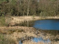 NL, Drenthe, Dwingeloo, Dwingelderveld, Kliploo 1, Saxifraga-Marijke Verhagen