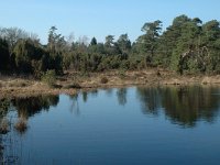 NL, Drenthe, Dwingeloo, Dwingelderveld, Kliploo 3, Saxifraga-Marijke Verhagen