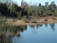 NL, Drenthe, Dwingeloo, Dwingelderveld, Kliploo 6, Saxifraga-Marijke Verhagen