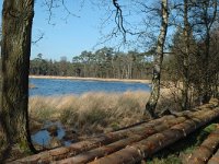 NL, Drenthe, Dwingeloo, Dwingelderveld, Zandveen 5, Saxifraga-Marijke Verhagen