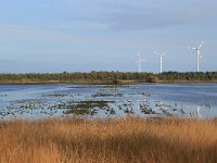 NL, Drenthe, Emmen, Bargerveen 177, Saxifraga-Hans Boll