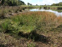 NL, Friesland, Opsterland, Bakkeveen 20, Saxifraga-Hans Boll