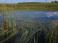 NL, Friesland, Opsterland, Bakkeveen 8, Saxifraga-Hans Boll