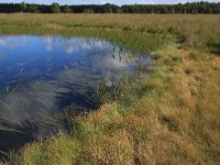 NL, Friesland, Opsterland, Bakkeveen 9, Saxifraga-Hans Boll